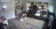 Dog gets a hold of lithium