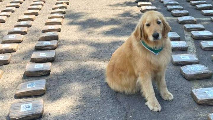 Carabineros desbarata banda criminal e incauta más de una tonelada de droga en la Región Metropolitana