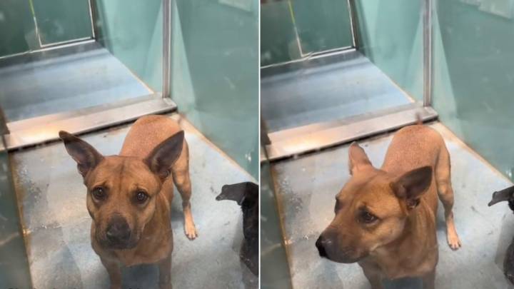 Texas Pup Smiles For The Volunteer, Not Sensing The Heartbreaking Purpose Of Today’s Visit