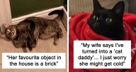 49 Times Cats Made Their Owners Wonder “What’s Wrong With My Cat”