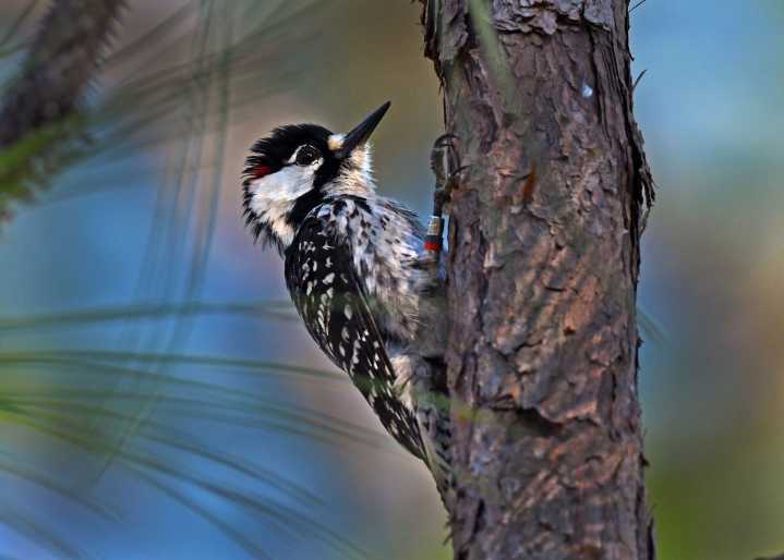 Wildlife groups plan to bring back a woodpecker to Tennessee