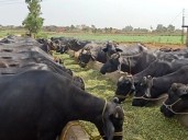 Foot-and-mouth disease outbreak hits livestock in Punjab villages