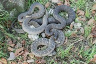 LOOK! Slithering sign of a healthy Lake Erie
