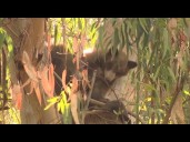 Bear sightings draw crowd in Encino