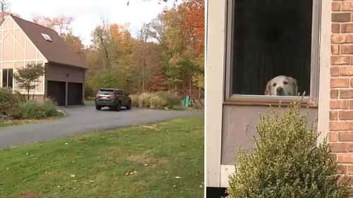 Woman attacked by coyote while outside with her dog in backyard in Woodcliff Lake, NJ