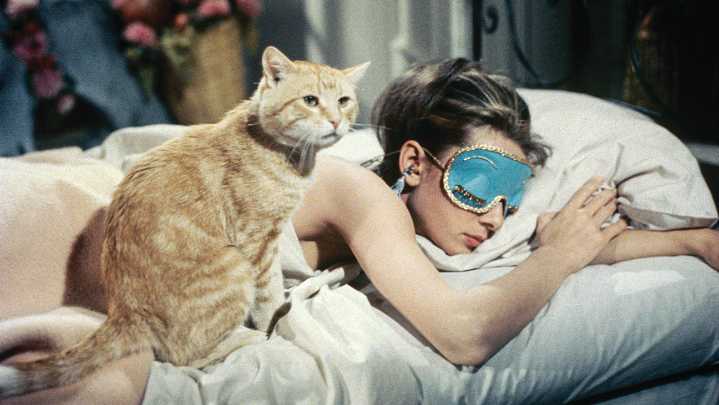 Cat Actors in Hollywood