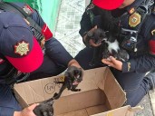 Policías rescatan a gatitos abandonados en el CETRAM Politécnico y encuentran nuevo hogar