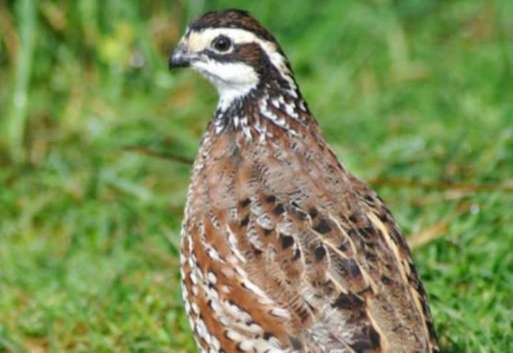 La codorniz del norte, pequeño tesoro de Carolina del Norte