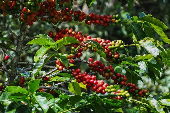 Geisha de Panamá: así se cultiva el café más caro del mundo