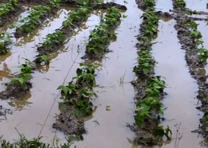 Continuous rain after Cyclone Montha worsens farmers’ plight in Odisha