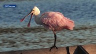 People flock to South Shore to catch glimpse of rare bird