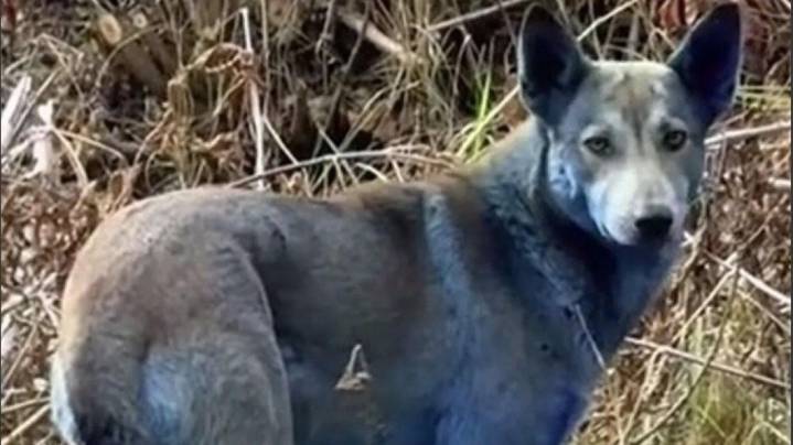 Misterio: encuentran perros azules cerca de una planta nuclear