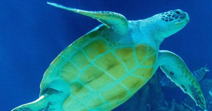Indígenas y campesinos de Atacama protestan contra mega puerto aprobado en hábitat clave para tortuga en peligro de extinción