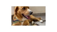 La Protectora de Animales se presentó como querellante en la Justicia por el brutal maltrato de un perro en Sauce Viejo