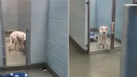 Florida Puppy Returned After Adoption Finds Hope Through A Viral Video