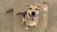 Texas Shelter Pup Greets Everyone With A Wagging Tail But Still Hasn’t Been Adopted After 200 Days
