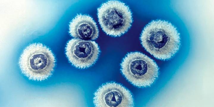 Descubren un antibiótico natural oculto que ofrece esperanza en la lucha contra las superbacterias