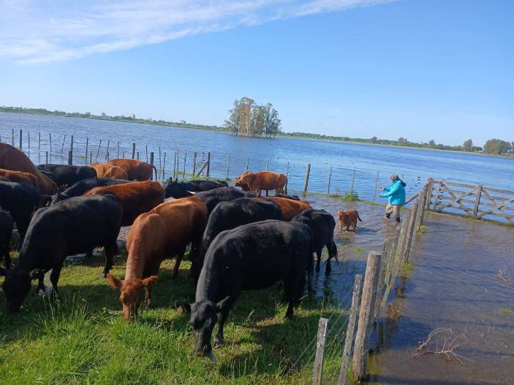 “Estamos abandonados”. Enojo y desazón de los productores inundados de Bragado por la falta de obras