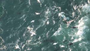 ‘Expensive’ bluefin tuna embarks on feeding frenzy