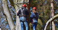 Trump aims to break up Forest Service, shift power over public lands