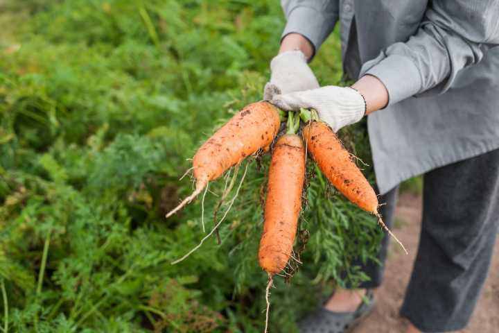 Productores de hortalizas y cempasúchil, entre los afectados por las lluvias en Querétaro