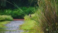 The Fall Grass To Grow In October To Attract More Birds