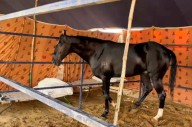 Rs 15 crore horse from Chandigarh attracts attention at Pushkar Fair