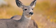 Nebraska Game and Parks warns against collisions with deer