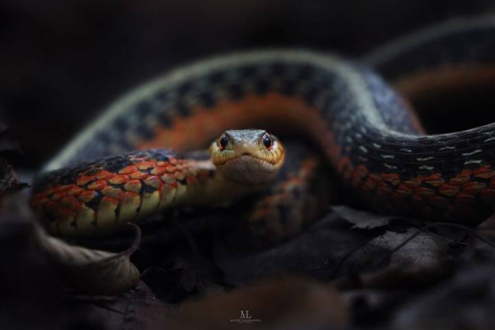 Photos: Canada’s spookiest species keep our ecosystems in check