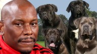 Tyrese: Cops Don't Know Where His Killer Dogs Are