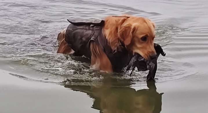 Dry conditions not helping SW Washington waterfowl hunters