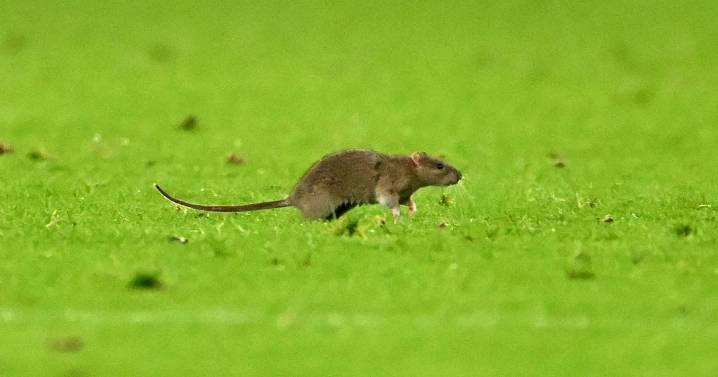 Wales v Belgium match stopped as HUGE rat invades pitch in hilarious scenes