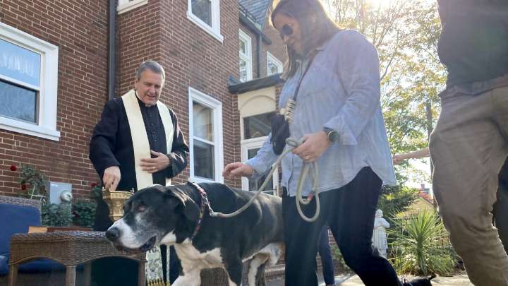 At ‘Blessing of the Animals,’ creatures great and small seek protection from above