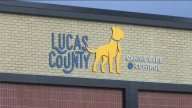 Paws hit the ground running at Lucas County's new high
