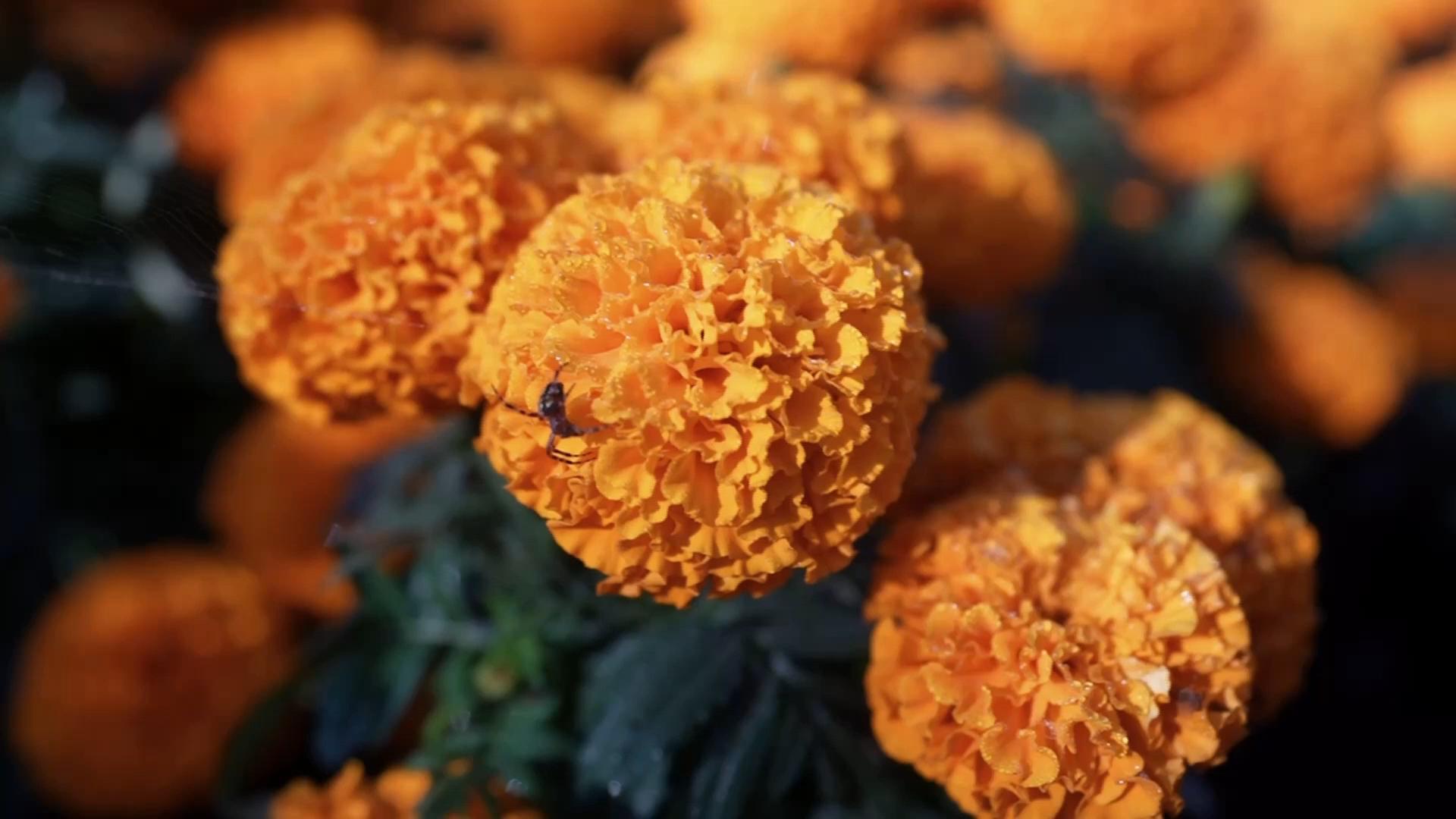 Climate changes threatens cempasuchil flower, popular in Mexico during Day of the Dead