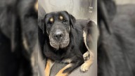 Texas Dog Owner Saves Shelter Pup, Then Learns She’s Family