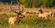 CPW asking for community's help finding those responsible for illegally poaching elk