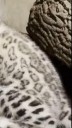 Snow leopard cub gets to grips with a pumpkin at Michigan zoo