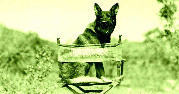 AI Is Even Putting Animal Actors Out of Work