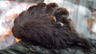 What to know about the most venomous caterpillar in the U.S. found in Florida