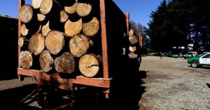 Gremio forestal expresa preocupación por nuevos aranceles de Trump a la madera