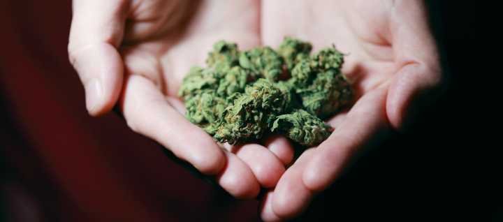 Gobierno aprueba venta de cannabis medicinal en farmacias a personas con aval médico