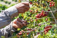 Businesses Sound Alarm on Urgent Labor Shortages Amid Immigration Crackdown