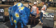 Mini-bison loom large at Peoria County bicentennial