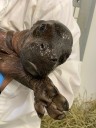 John Ball Zoo’s adorable baby pygmy hippo has a name