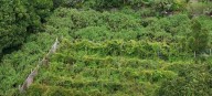 Want to own a vineyard? This Mount Keira acreage is on the market