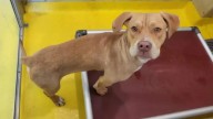Texas Shelter Dog Breaks Into Smiles As He Realizes He’s Finally Going Home