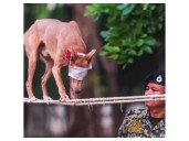 BSF's Indian breed dogs contingent to participate in Ekta Diwas