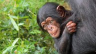 Little Rock Zoo gives new update on baby chimp Amali