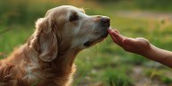 Una enfermedad silenciosa se transmite a través de los perros: cómo detectarla y prevenir